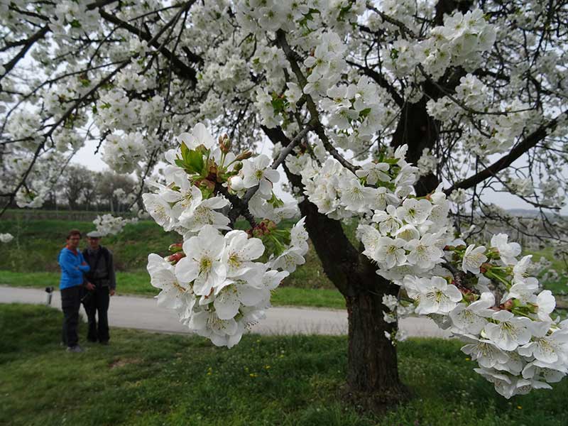 Marillenerlebnisweg